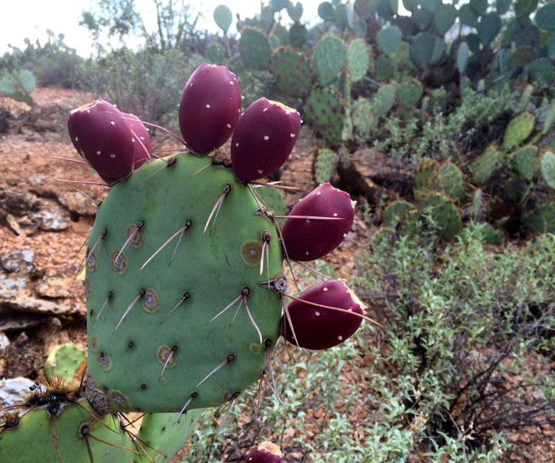 Prickly Pear Cactus Prickly Pear Cactus