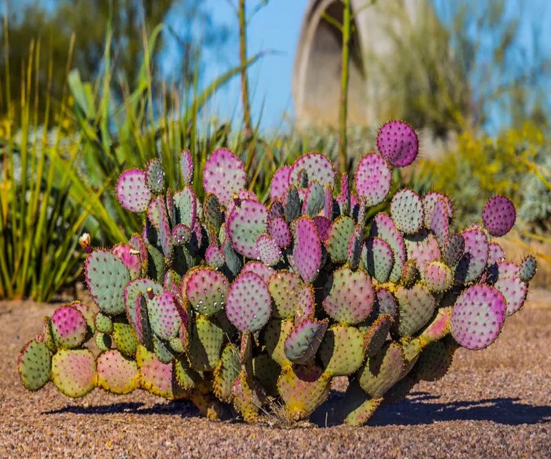 Prickly Pear in Arizona
