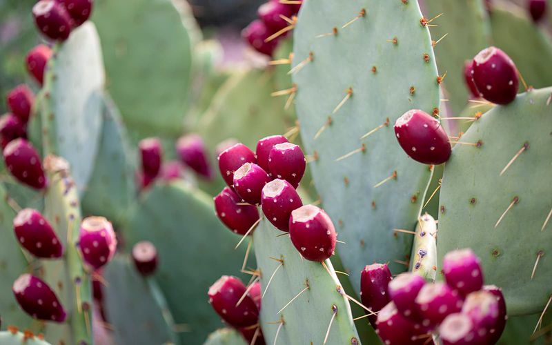 Prickly Pear Prickly Pear