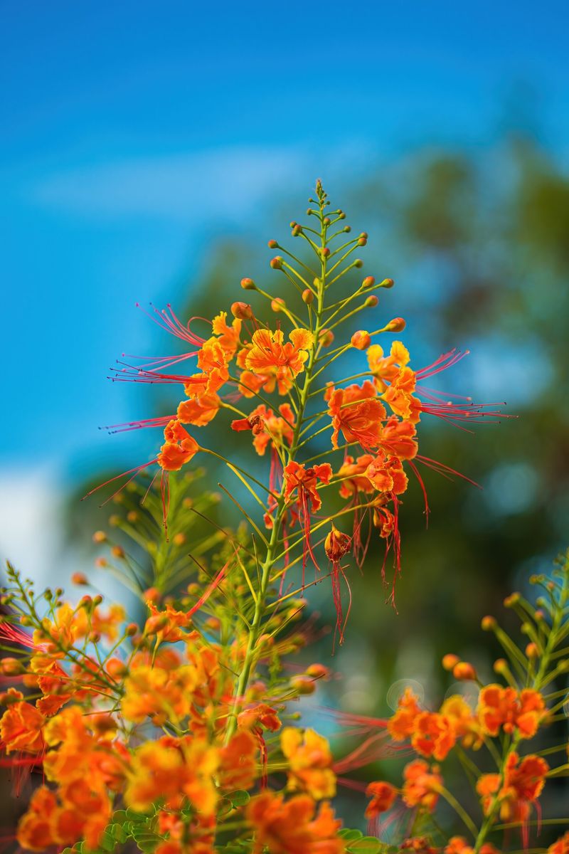 Pride Of Barbados