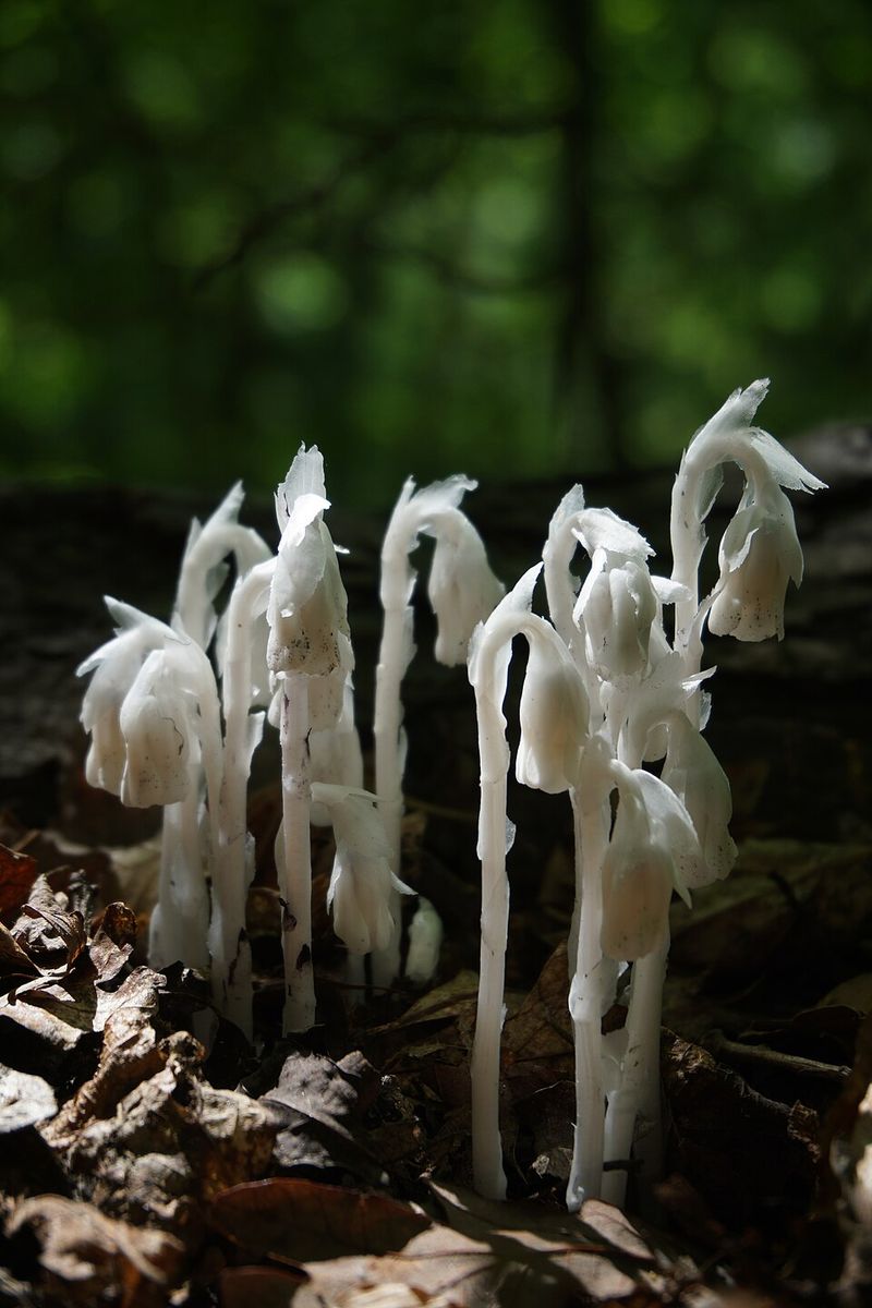 Prime Habitat Across New Jersey Woodlands