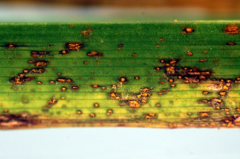Proactively Monitor for Arizona Pests and Diseases Through Sanitation