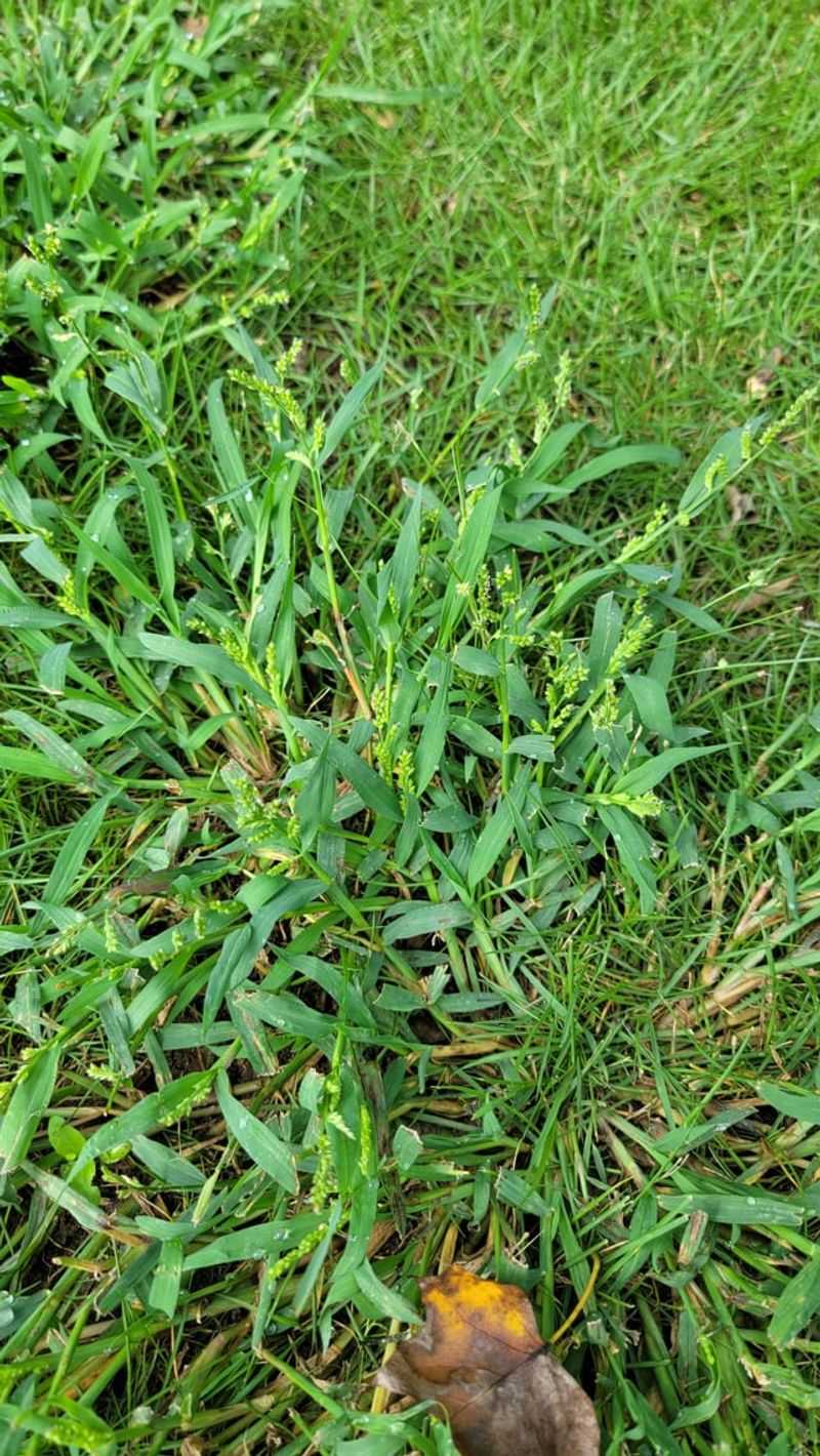 Product Choices For Fescue, Bermuda, And Zoysia Yards Product Choices For Fescue, Bermuda, And Zoysia Yards