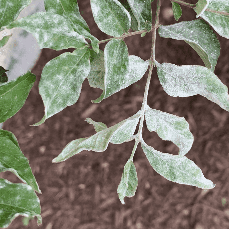Prolonged Leaf Wetness Can Favor Fungal Problems