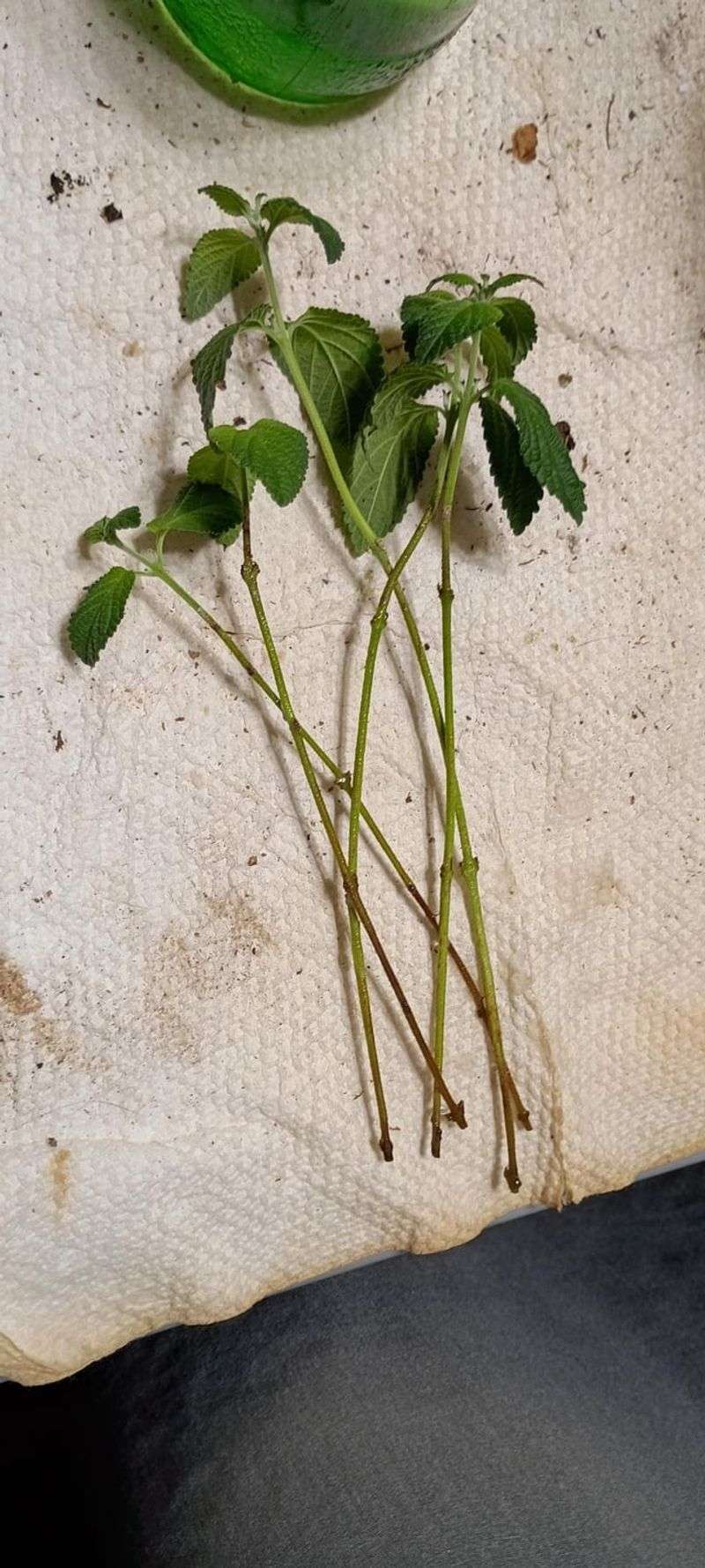 Propagate New Plants From Cuttings