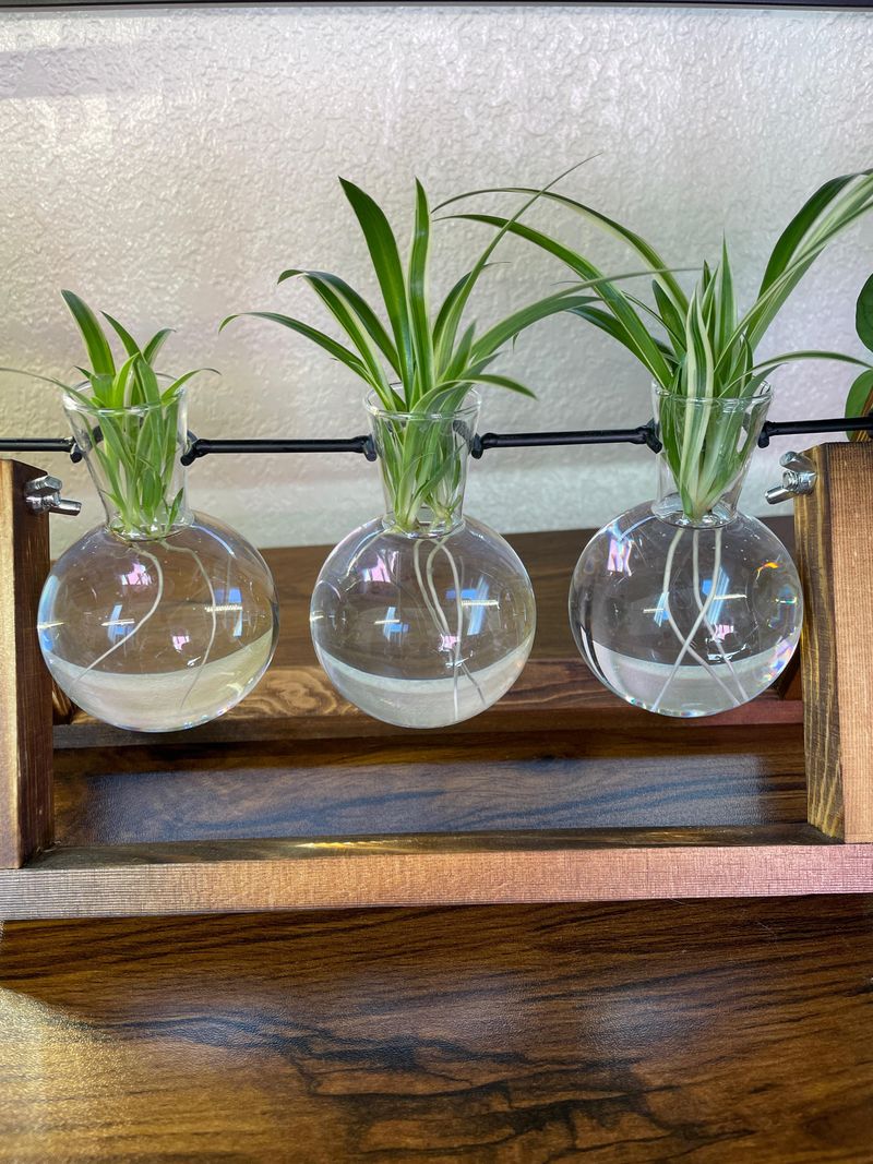 Propagate Plantlets For More Spider Plants