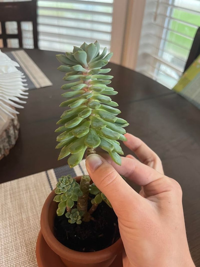 Propagating The Top Can Start Fresh
