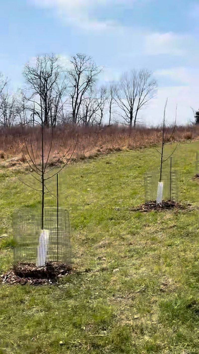 Proper Care For Freshly Damaged Bark