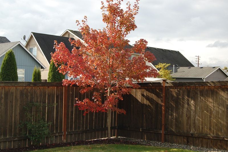 Proper Fall Planting Sets Trees Up For Stronger Growth Proper Fall Planting Sets Trees Up For Stronger Growth
