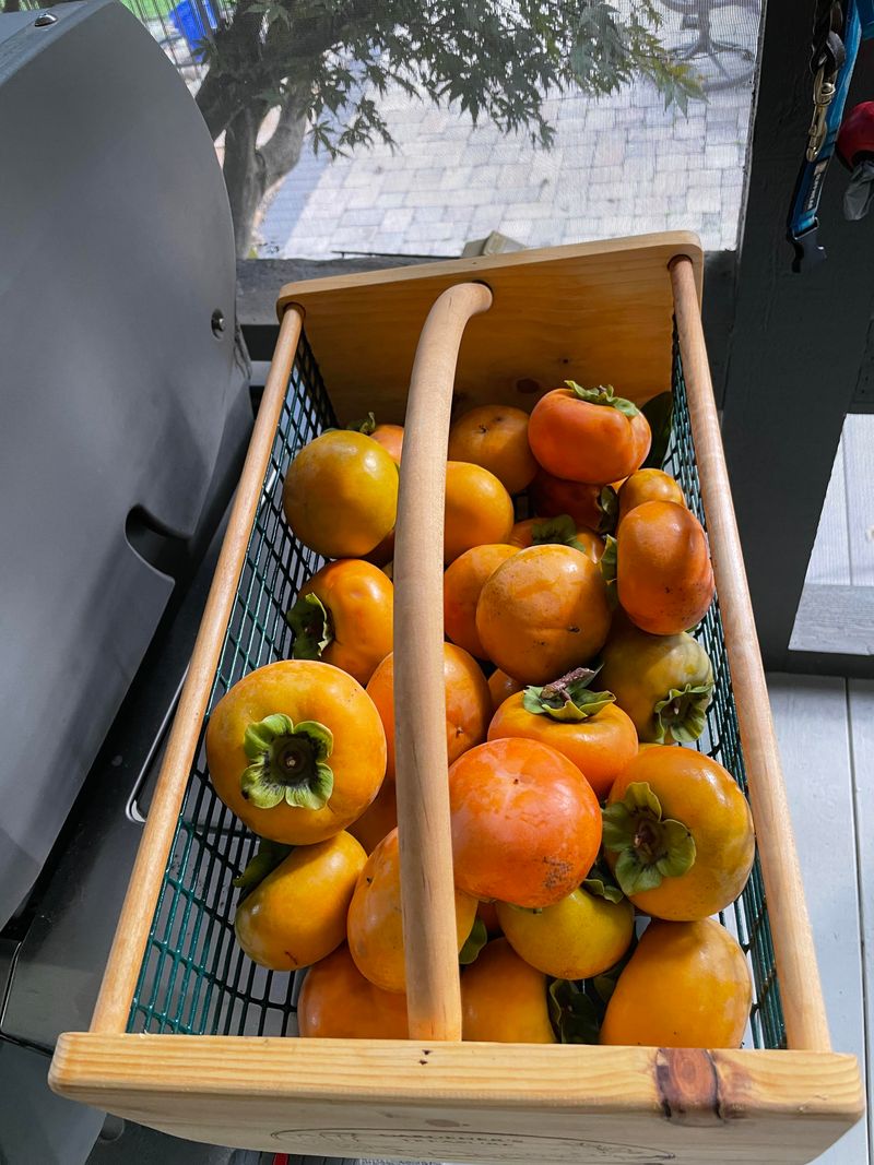 Proper Harvest Techniques For Soft Ripe Persimmons Proper Harvest Techniques For Soft Ripe Persimmons