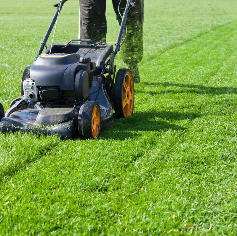 Proper Mowing Helps New Fescue Thicken As It Matures Proper Mowing Helps New Fescue Thicken As It Matures