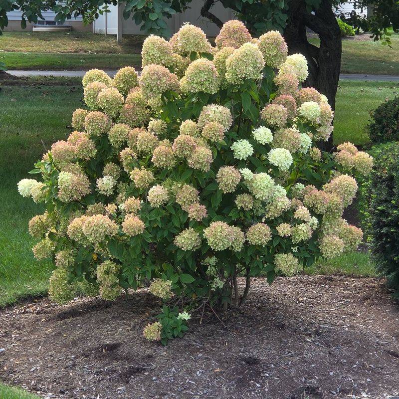 Proper Pruning Timing That Supports Better Hydrangea Flowering Proper Pruning Timing That Supports Better Hydrangea Flowering