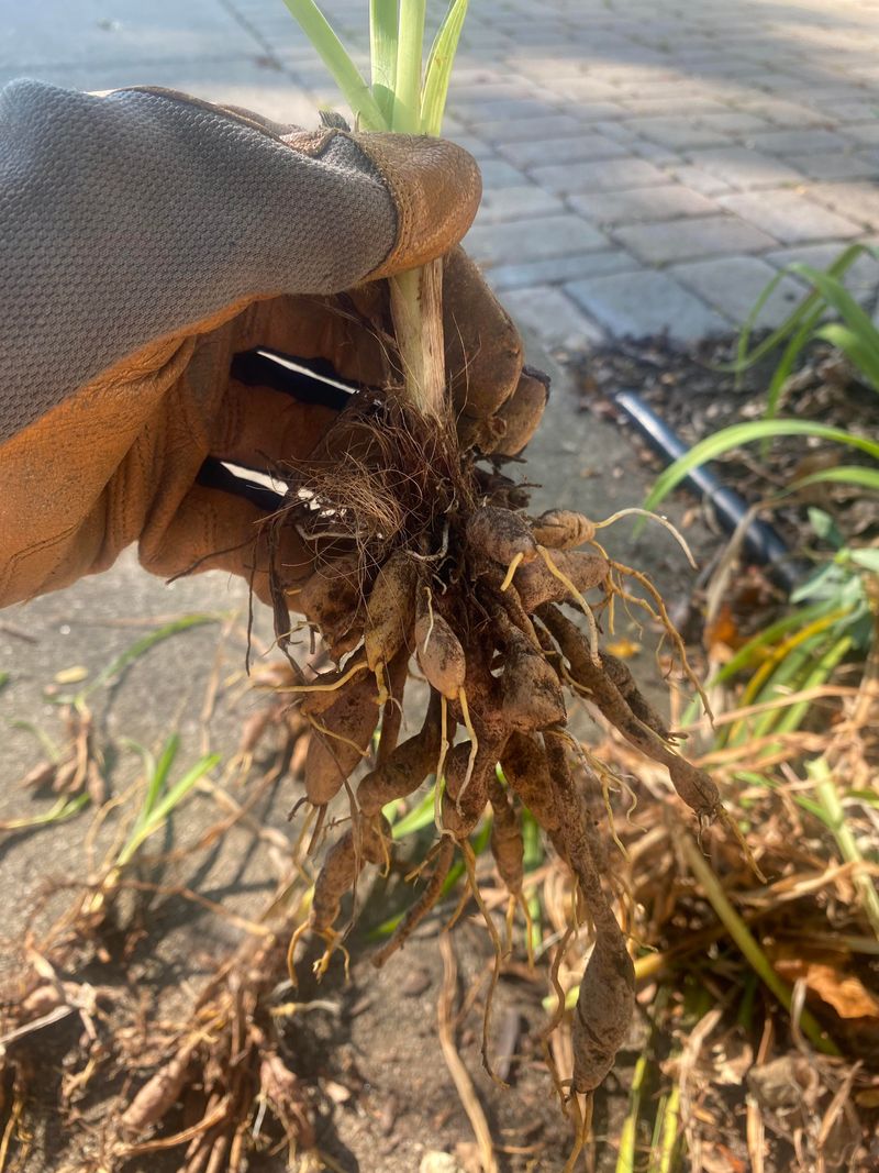 Proper Replanting Depth For Fall Roots Proper Replanting Depth For Fall Roots