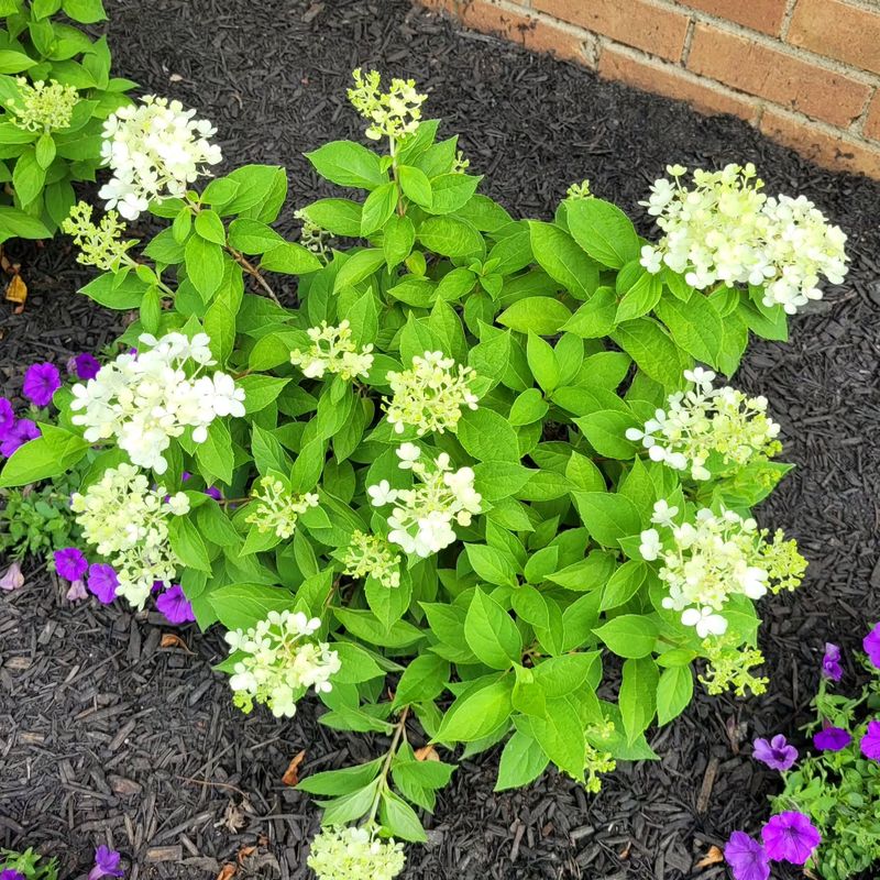 Proper Watering Helps The Shrub Head Into Spring Stronger