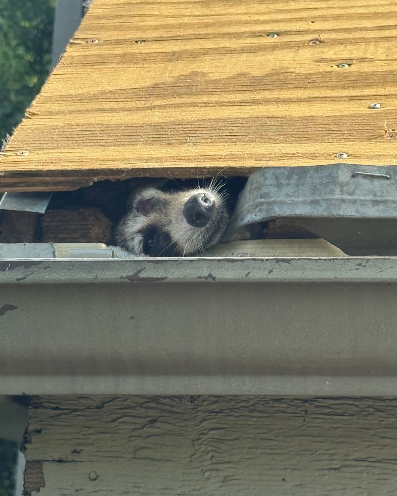 Property Damage And Health Risks Around Oregon Homes