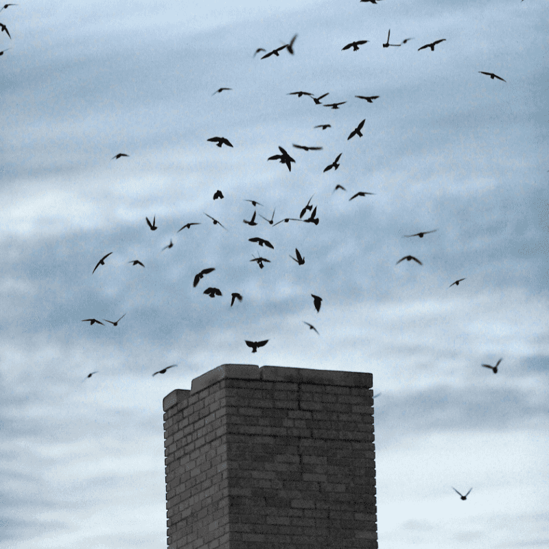 Protect A Chimney Without Disrupting A Migrating Swift Roost Protect A Chimney Without Disrupting A Migrating Swift Roost