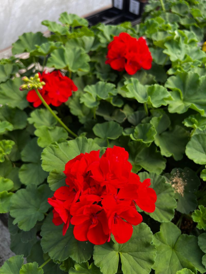 Protect Arizona Geraniums from Pests Naturally Protect Arizona Geraniums from Pests Naturally