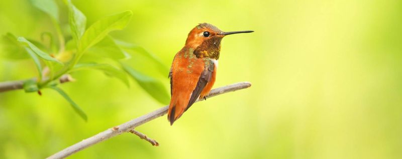 Protect Arizona Insects, Cover, and Perches