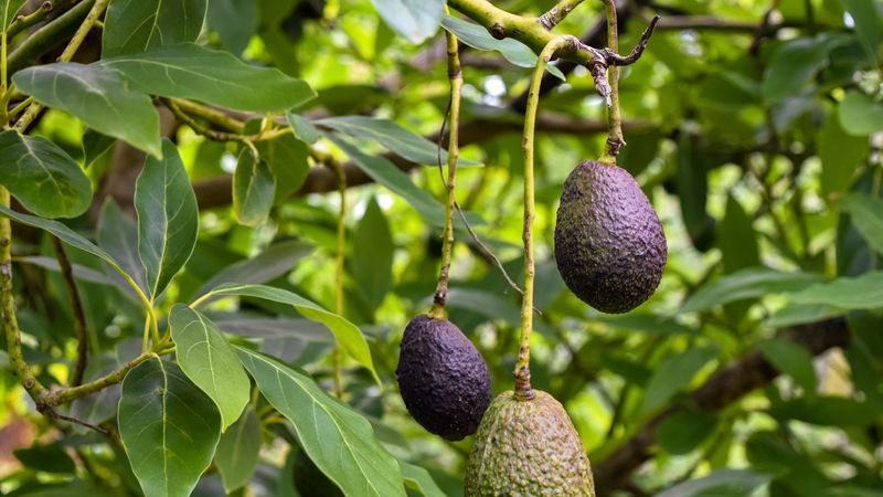 Protect Avocado Trees From Late Season Stress