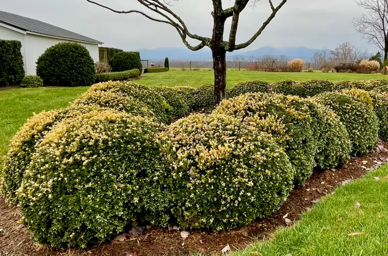 Protect Boxwoods From Winter Burn Before It Arrives