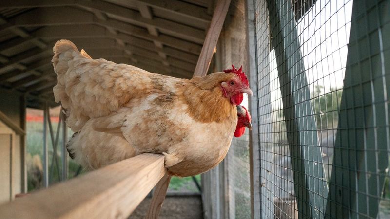 Protect Chickens And Pets Protect Chickens And Pets