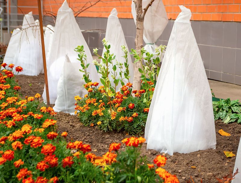 Protect Citrus From The Coming Cold