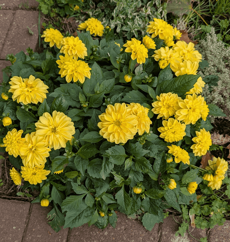 Protect Dahlia Tubers Before Heavy Rain