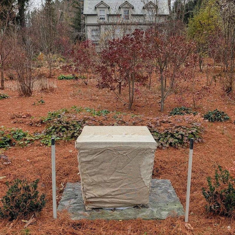 Protect Evergreens From Dry Winter Winds