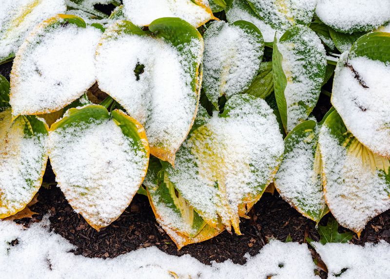 Protect Exposed Crowns From Winter Temperature Swings