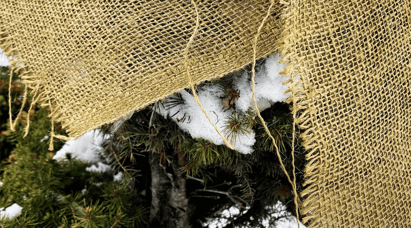 Protect Exposed Evergreens From Winter Stress Protect Exposed Evergreens From Winter Stress