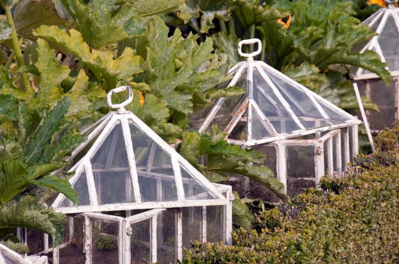Protect Favorite Plants Without Bringing Everything Inside Protect Favorite Plants Without Bringing Everything Inside