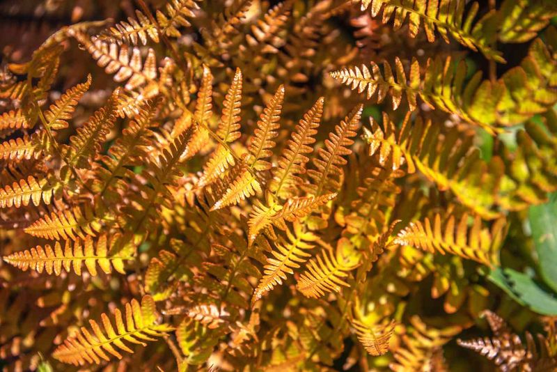 Protect Ferns From More Drying Conditions Protect Ferns From More Drying Conditions