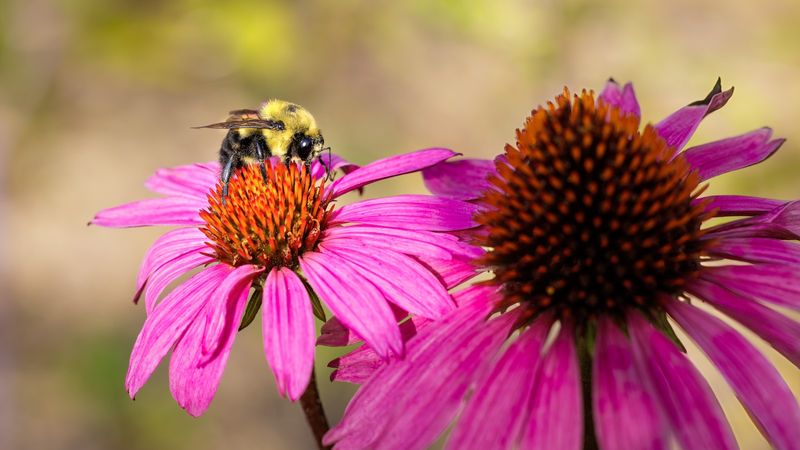 Protect Garden Food Sources Into Fall