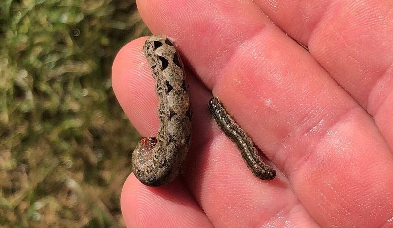 Protect Grass Roots After Armyworms Attack Turf
