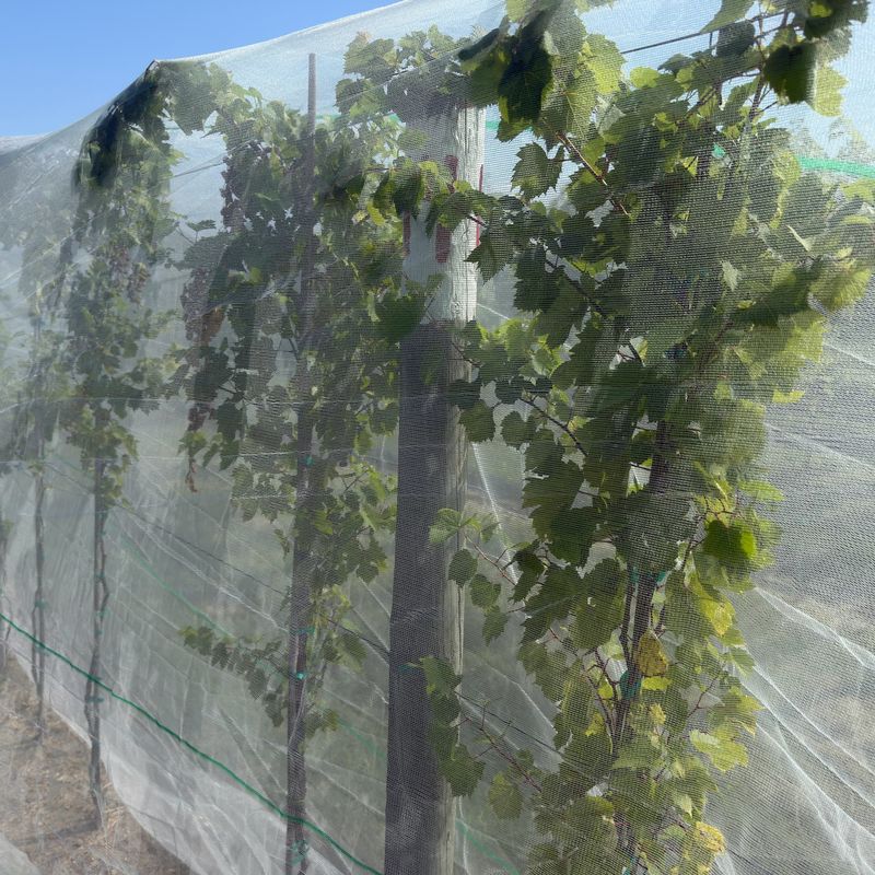 Protect High-Value Plants With Netting