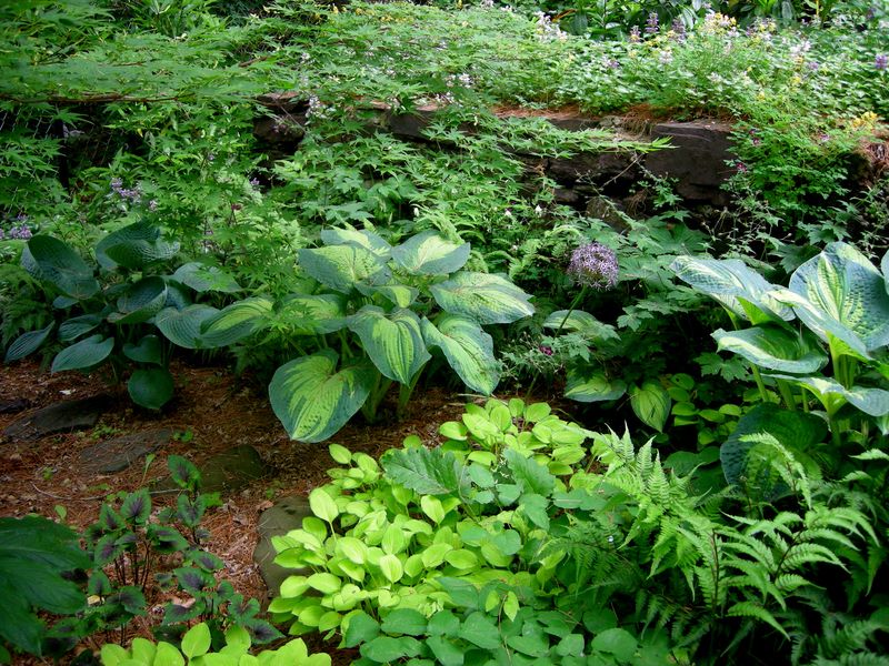 Protect Hostas During Late Summer Heat