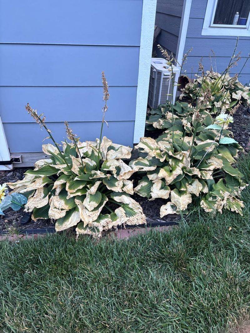 Protect Hostas From Late Summer Heat Stress Protect Hostas From Late Summer Heat Stress