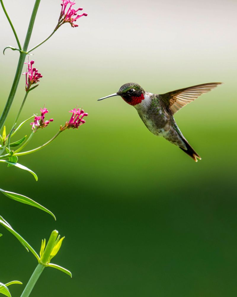 Protect Hummingbirds From Pesticide Exposure