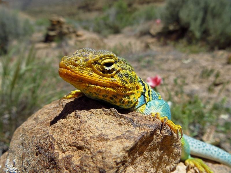 Protect Lizards Without Building Scorpion Shelter Protect Lizards Without Building Scorpion Shelter