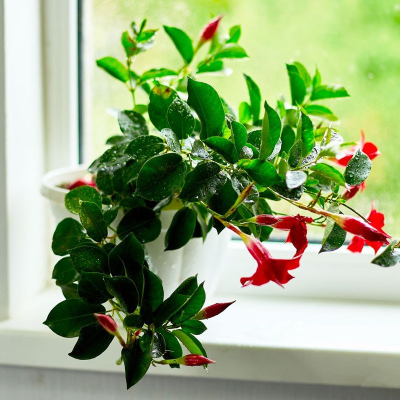 Protect Mandevilla Before Cooler Nights Arrive Protect Mandevilla Before Cooler Nights Arrive