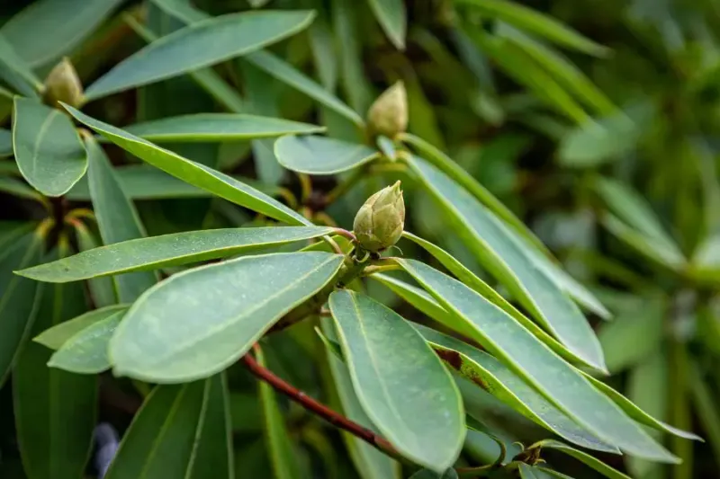 Protect New Buds From Summer Stress Protect New Buds From Summer Stress