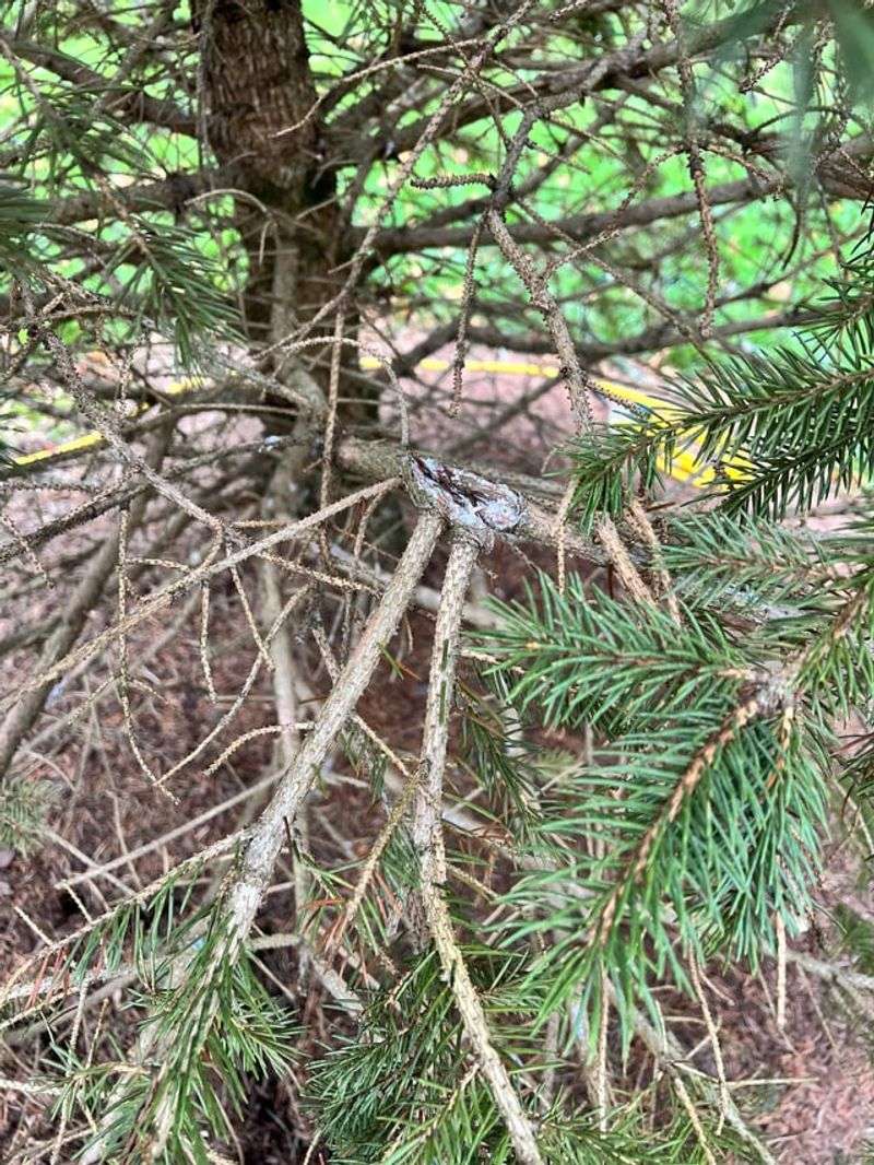 Protect New Needles Rather Than Trying To Cure Old Ones Protect New Needles Rather Than Trying To Cure Old Ones