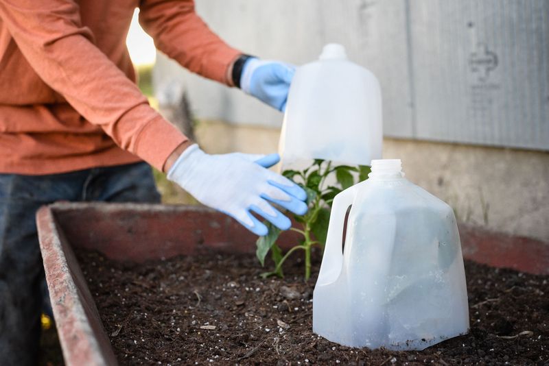 Protect New Plants From Arizona's Unusual Freezes Protect New Plants From Arizona's Unusual Freezes