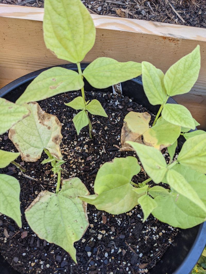 Protect New Seedlings From Fall Pest Pressure Protect New Seedlings From Fall Pest Pressure