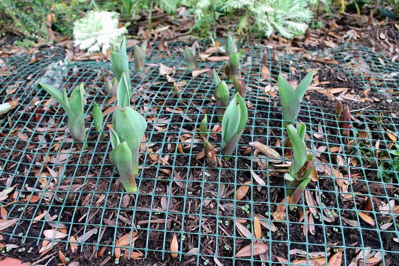 Protect Newly Planted Bulbs From Critters