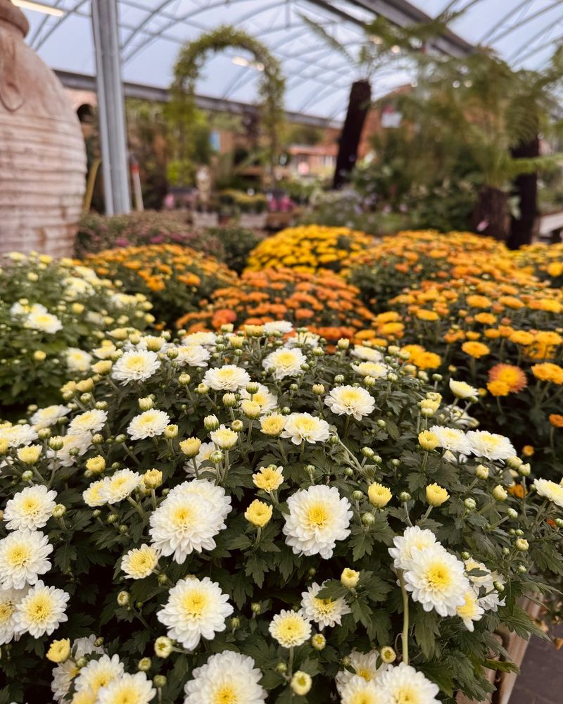 Protect Newly Planted Mums From Drying Out Protect Newly Planted Mums From Drying Out