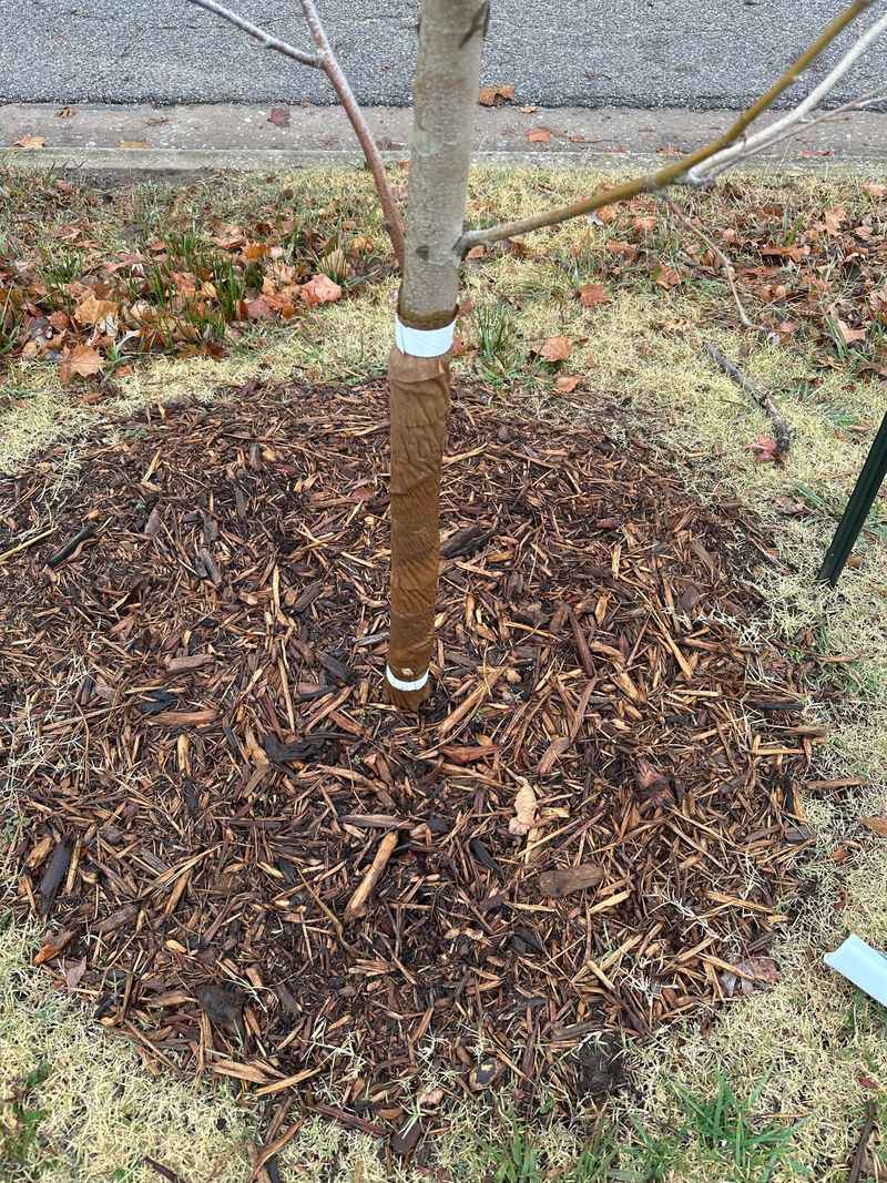 Protect Newly Planted Trees And Shrubs