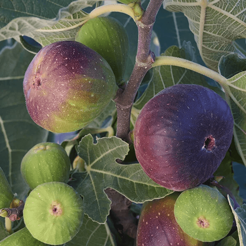 Protect Next Year Growth Instead
