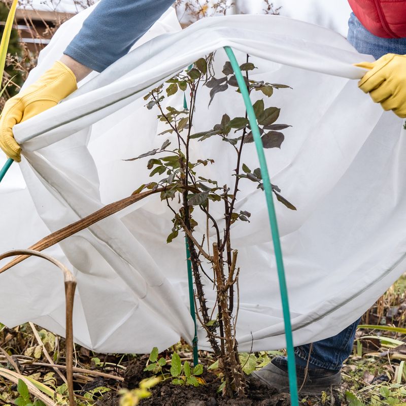 Protect Perennial Crowns From Winter Stress