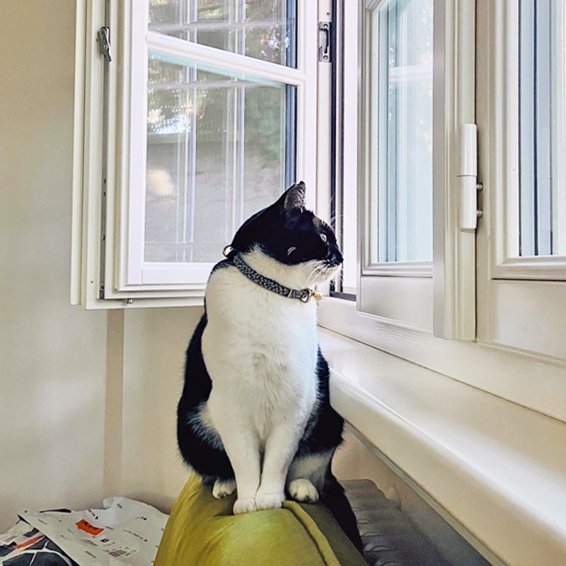 Protect Pets And Remove Things That Attract Wildlife